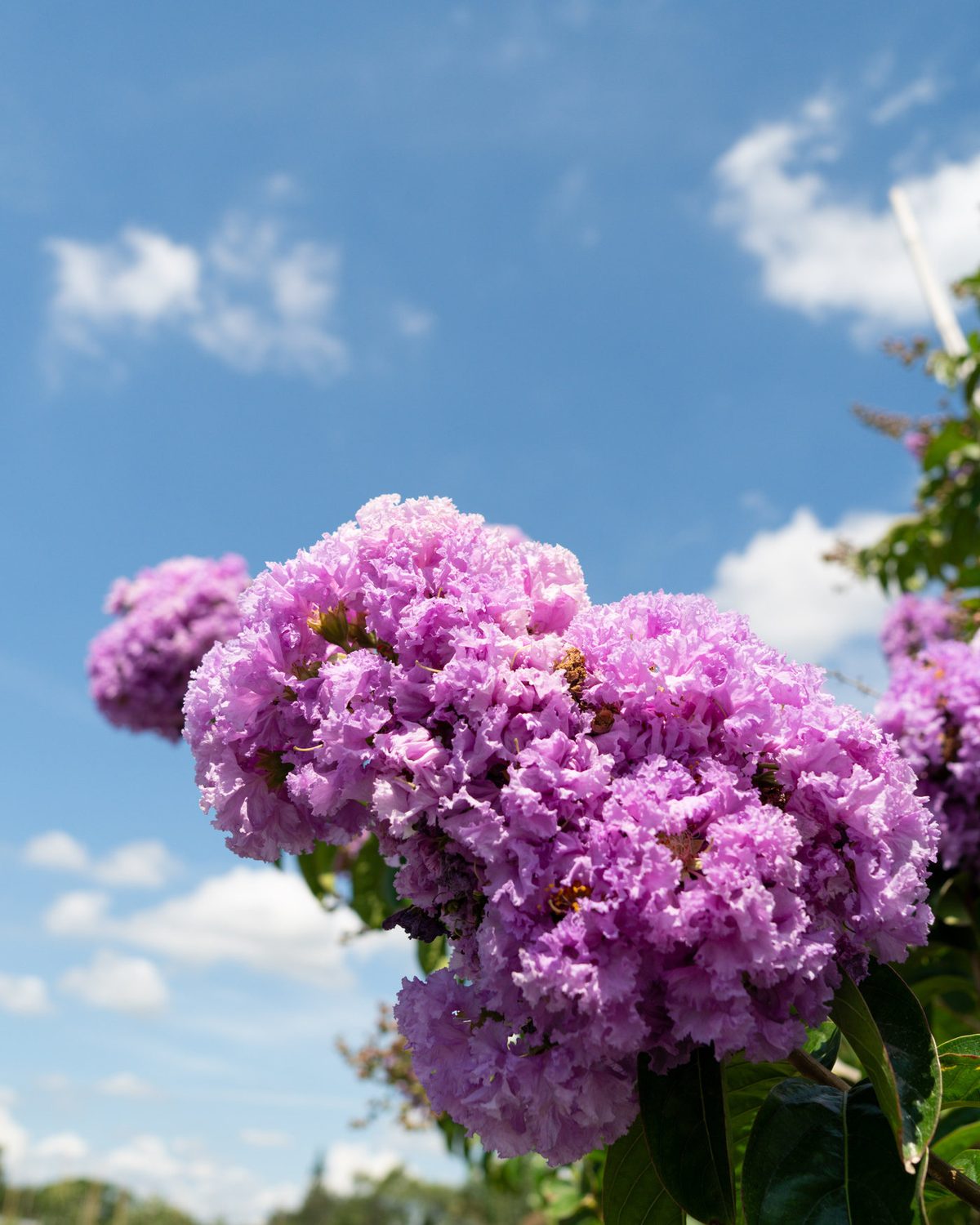Crepe myrtle in bloom