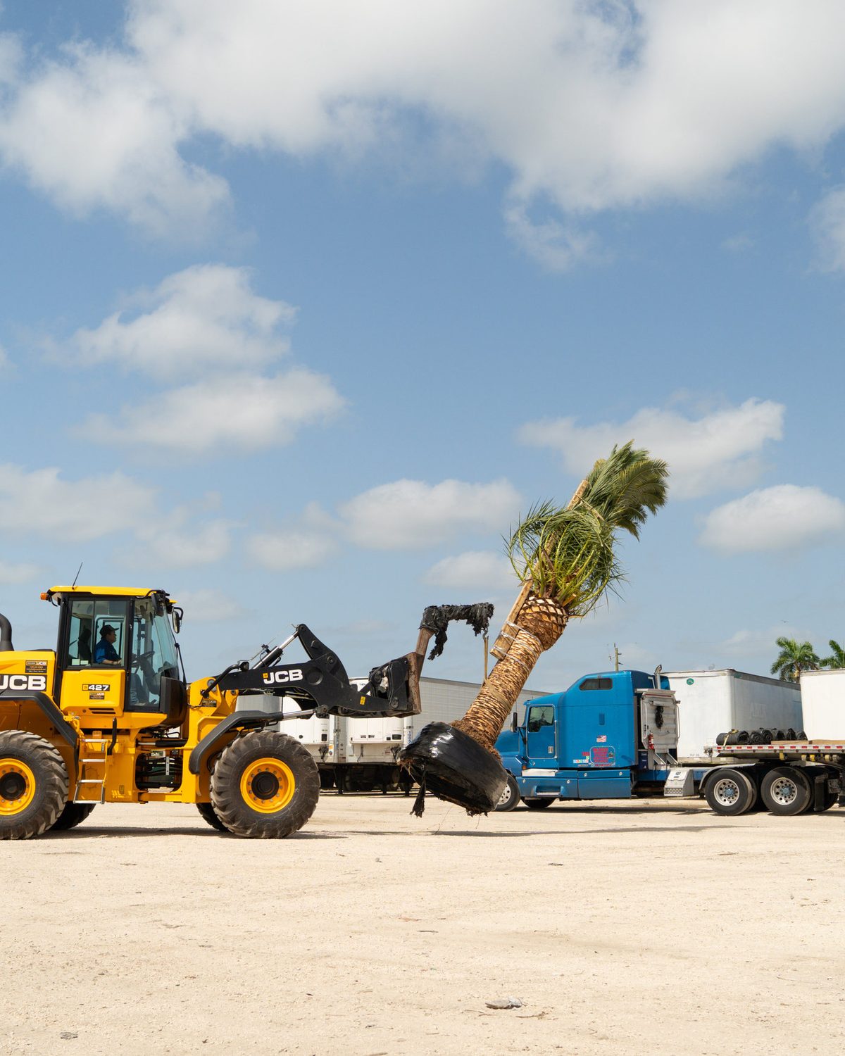 Loading a palm for shipment