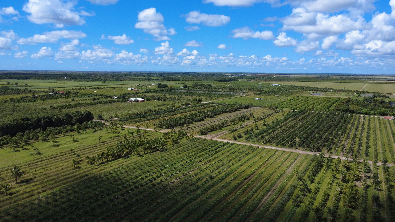 S&S Tree Farm from the air